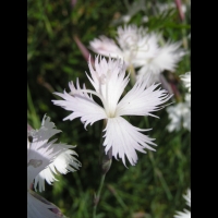 Dianthus Hungaricus (fam. Caryophyllacees) (03)